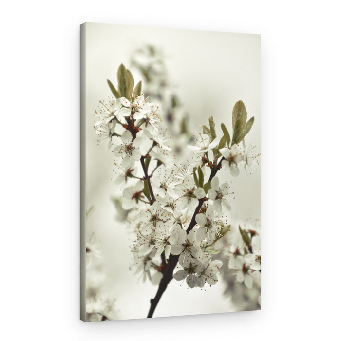 White Spring Blossoms – Canvas Print