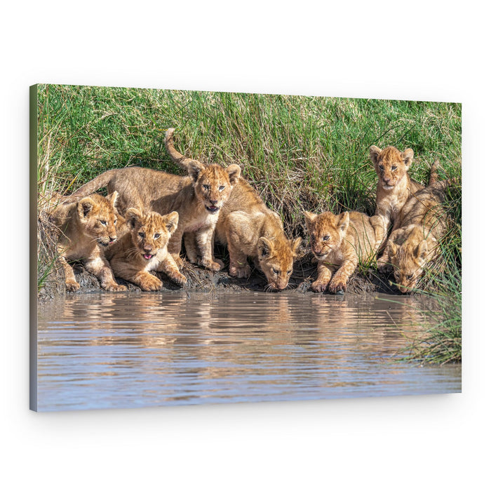 Lion Cubs at Water – Canvas Print