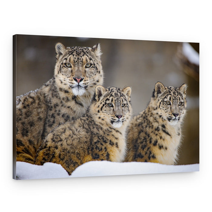 Snow Leopard Family – Canvas Print