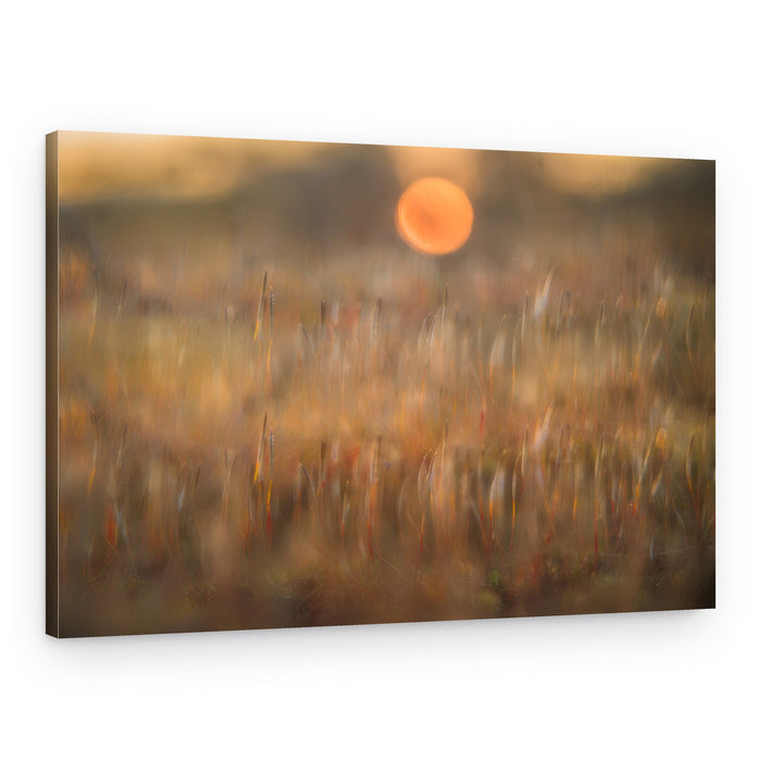 Golden Field Sunrise – Canvas Print