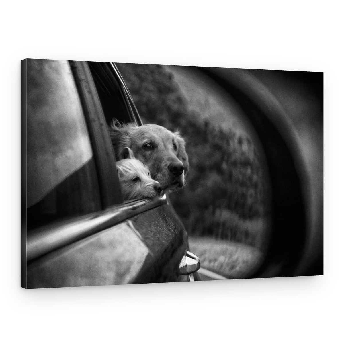 Car Window Companions – Canvas Print