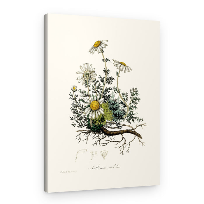 Chamomile (anthemis Nobilis) Medical Botany – Canvas Print