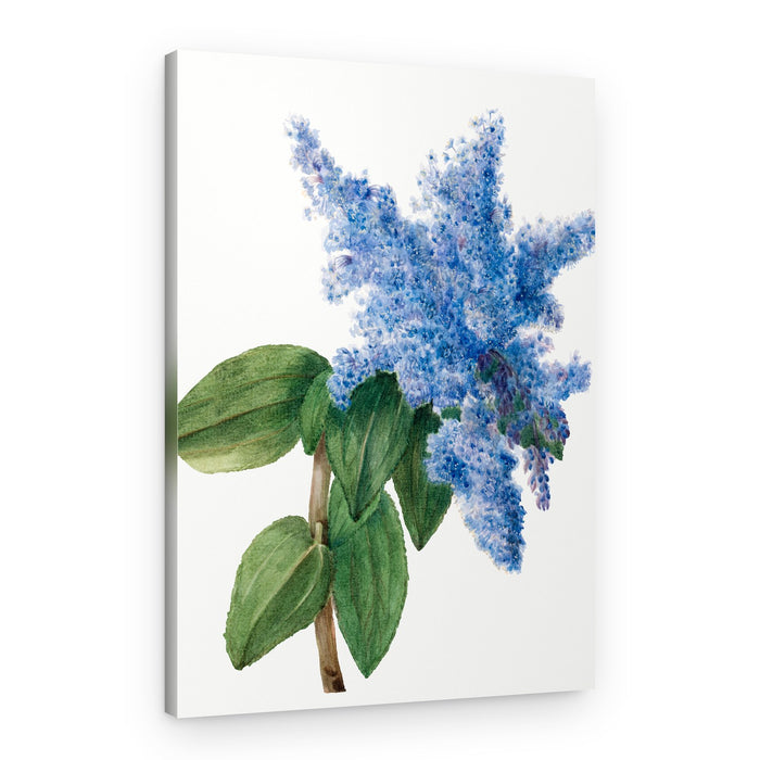 California Lilac (1935) – Canvas Print