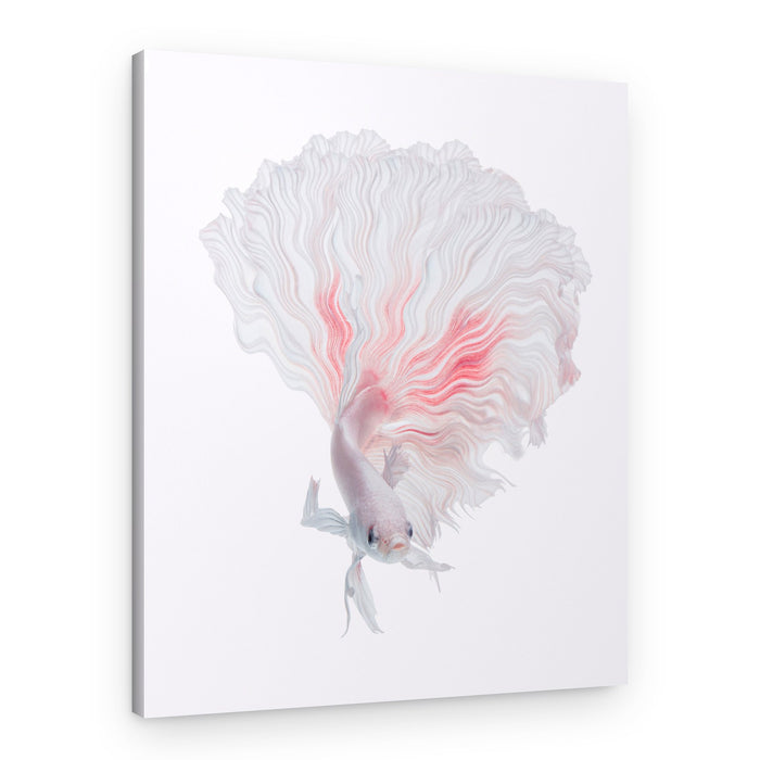Elegant Betta Flow – Canvas Print