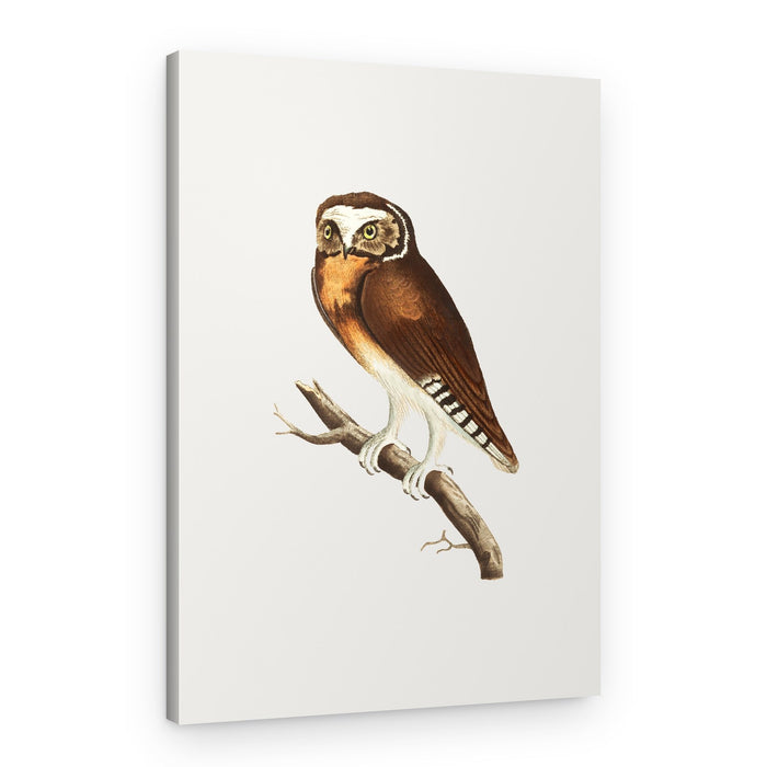 White Fronted Owl – Canvas Print