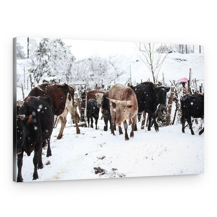 Winter Cattle Stroll – Canvas Print