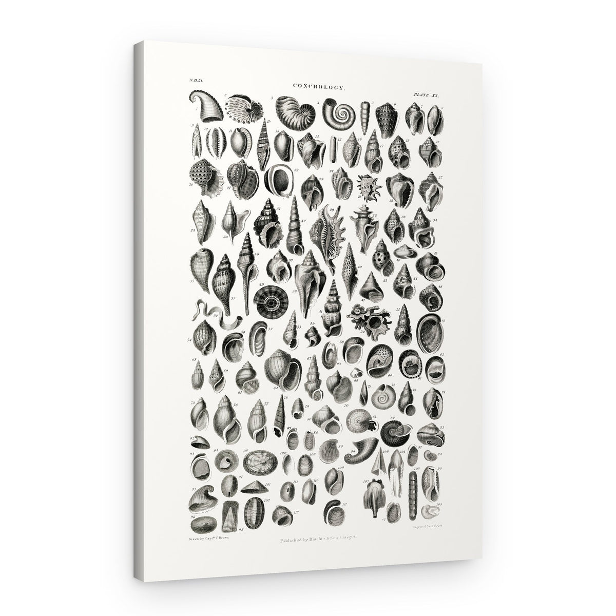Sealife III – Canvas Print