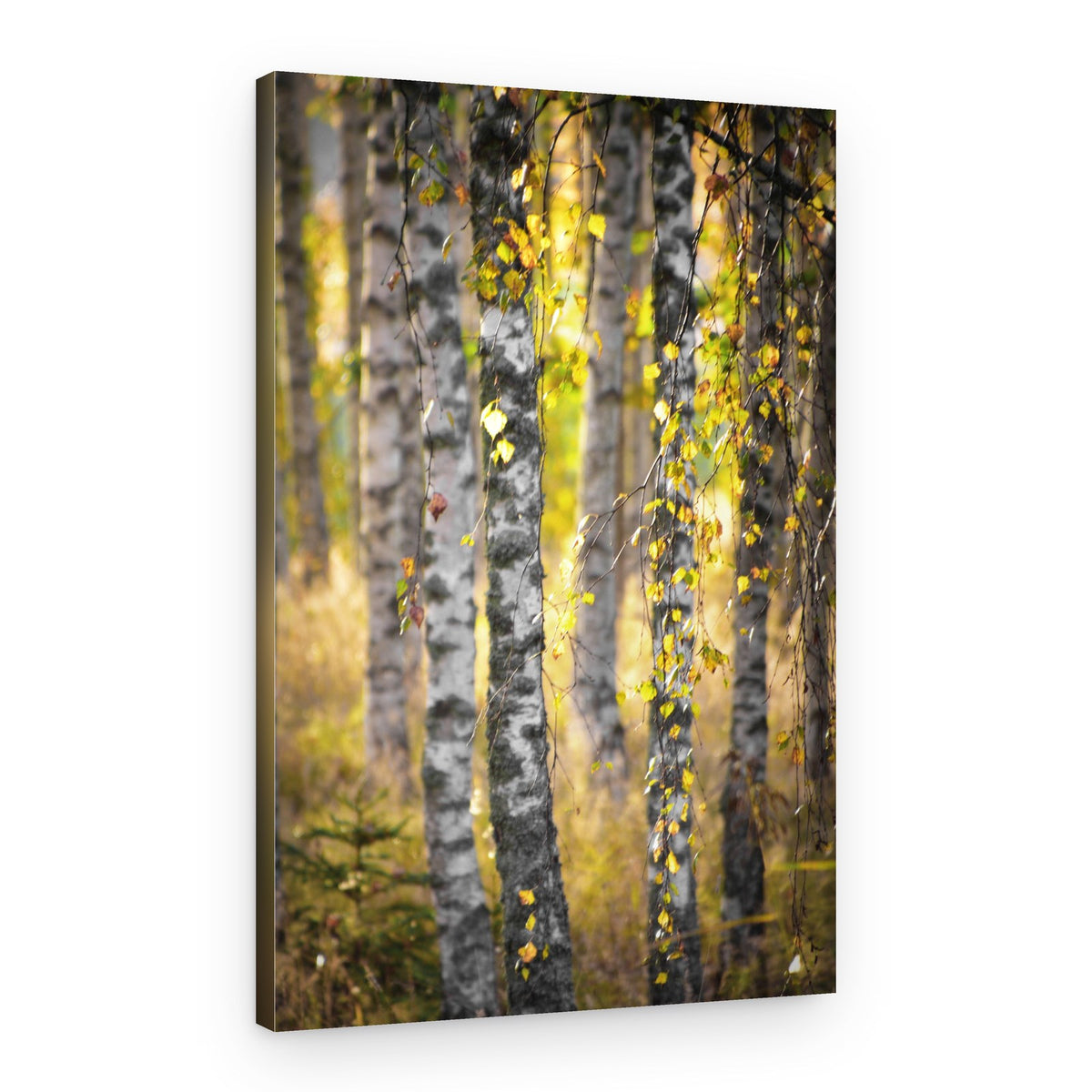 Golden Birch Forest – Canvas Print