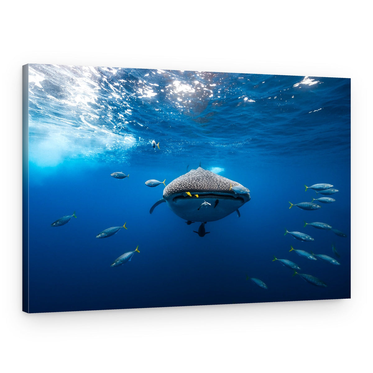 Majestic Whale Shark – Canvas Print