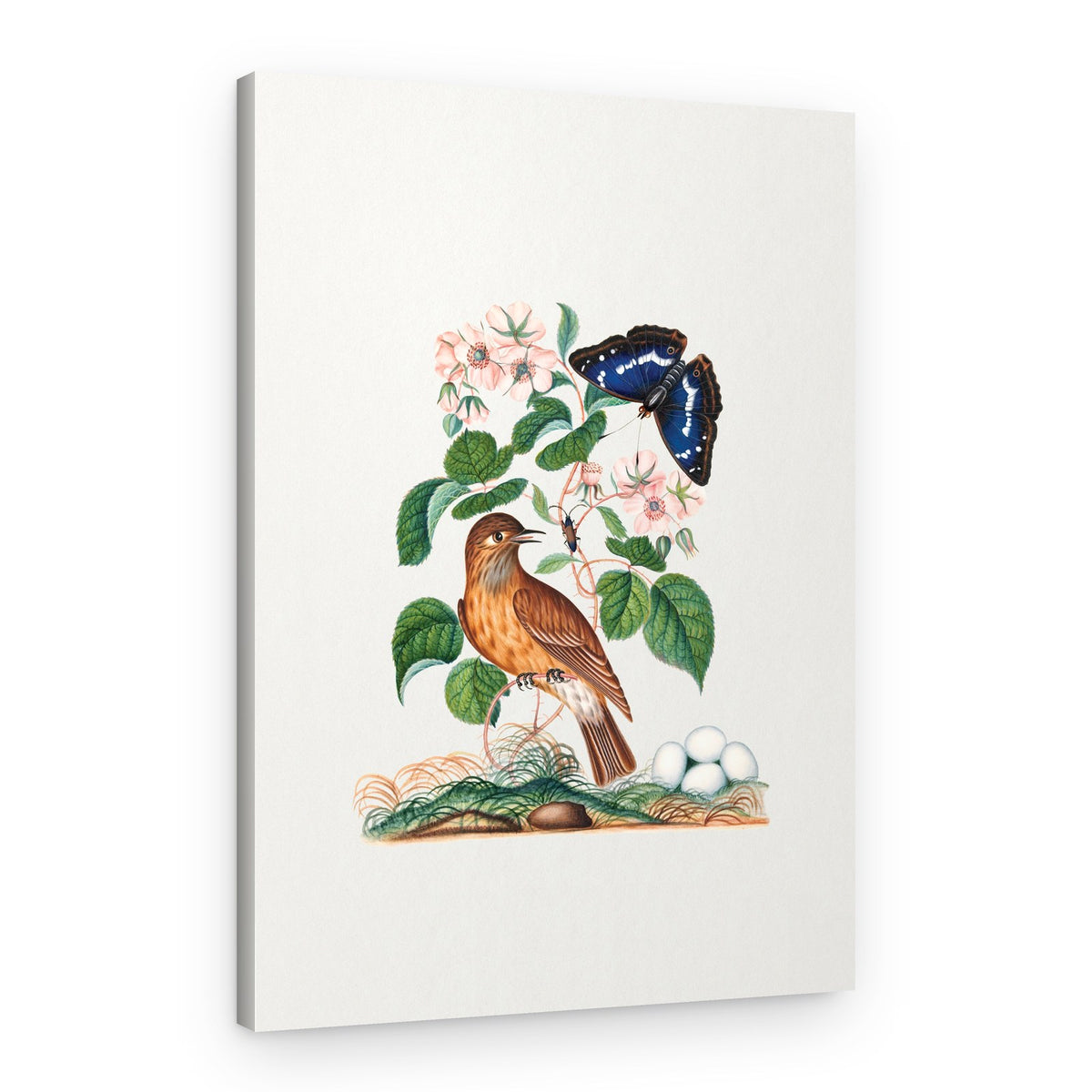 Flycatcher – Canvas Print