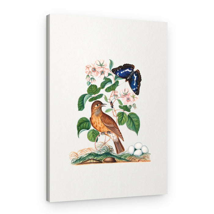 Flycatcher – Canvas Print