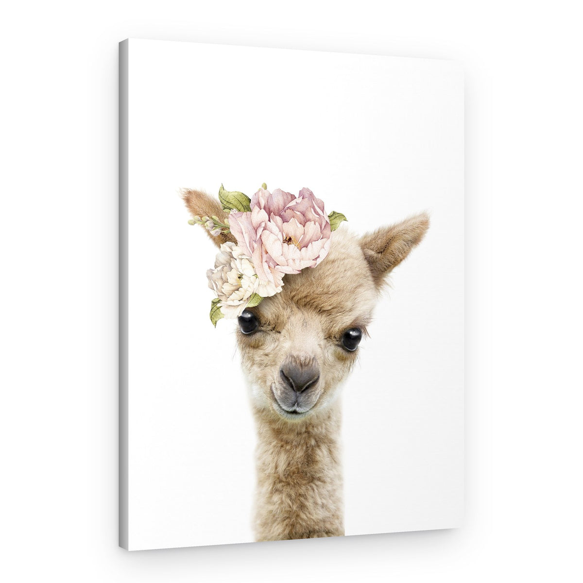 Baby Alpaca Floral Crown – Canvas Print