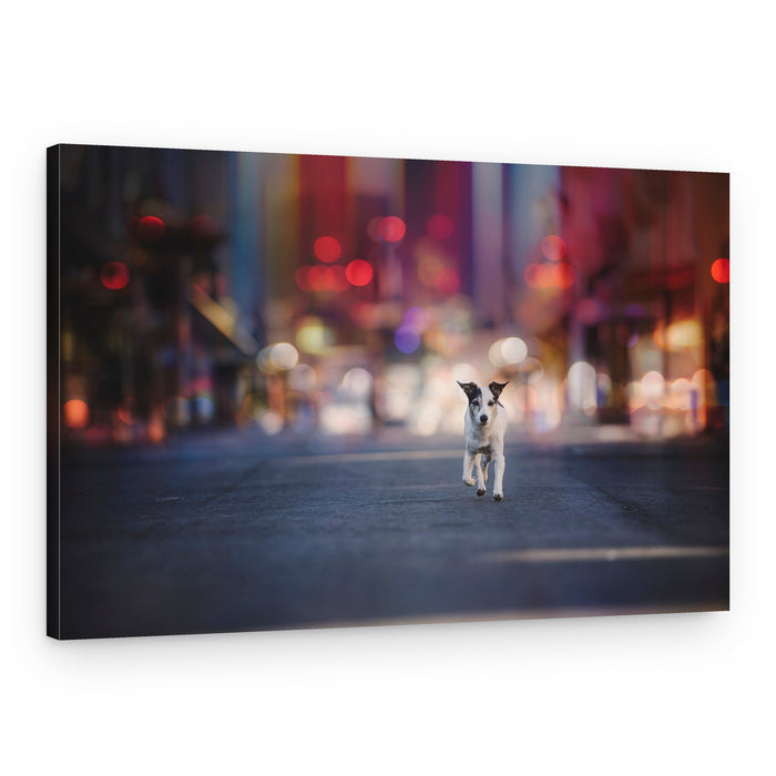 Running Dog City Lights – Canvas Print