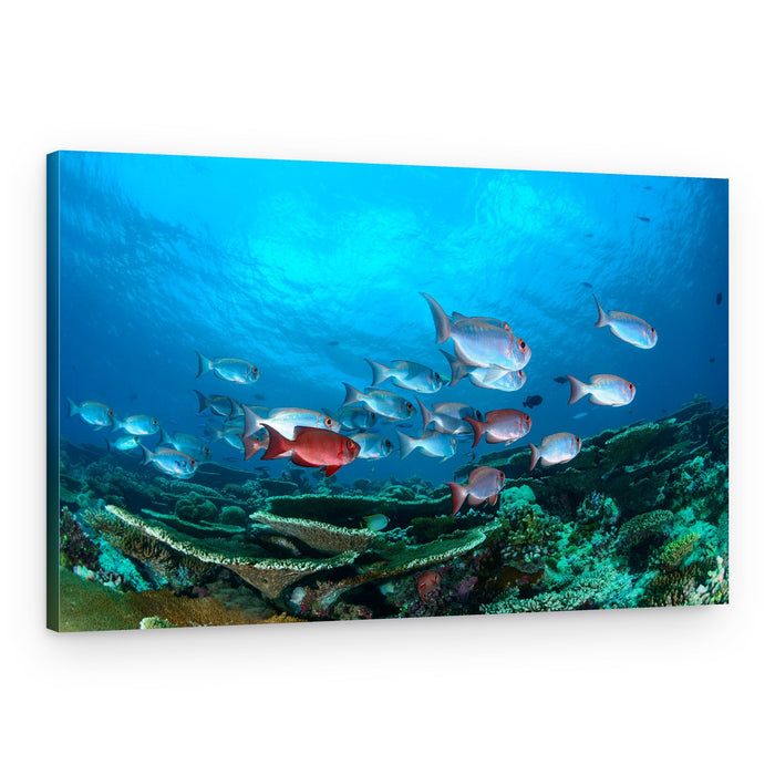 Red Fish in Coral Reef – Canvas Print