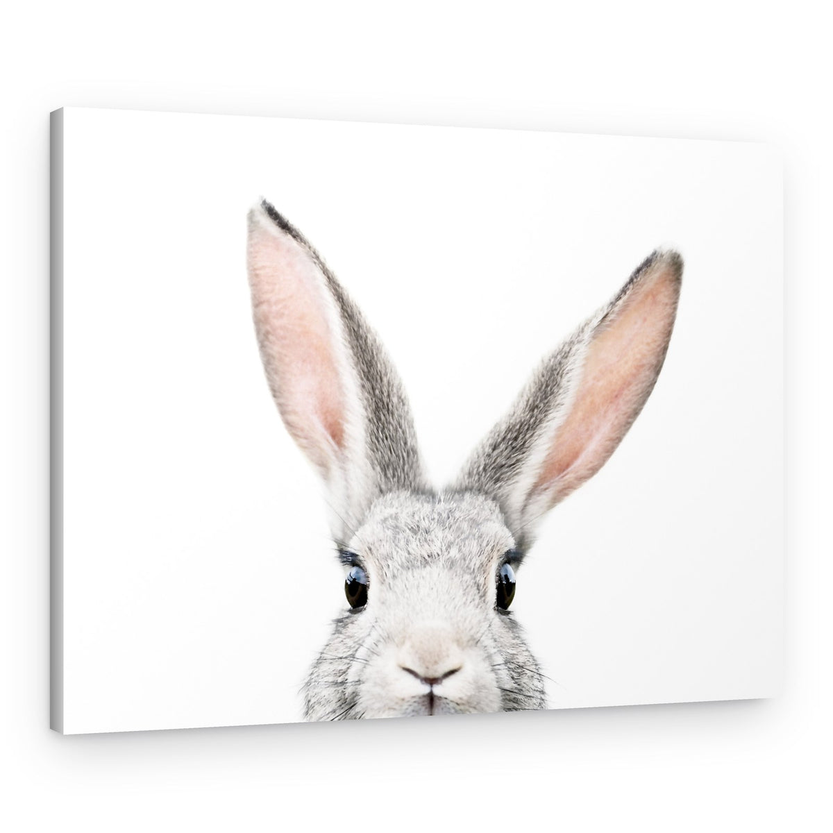 Peeking Bunny – Canvas Print