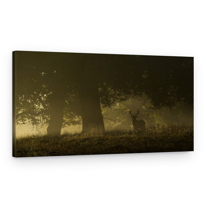 Deer in Golden Mist – Canvas Print
