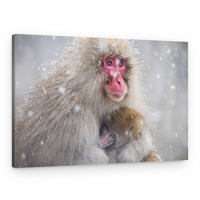 Snow Monkey Embrace – Canvas Print