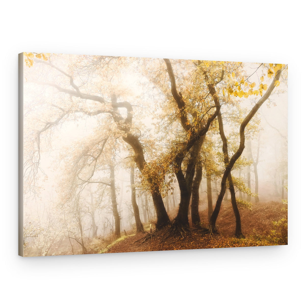 Misty Autumn Woods – Canvas Print