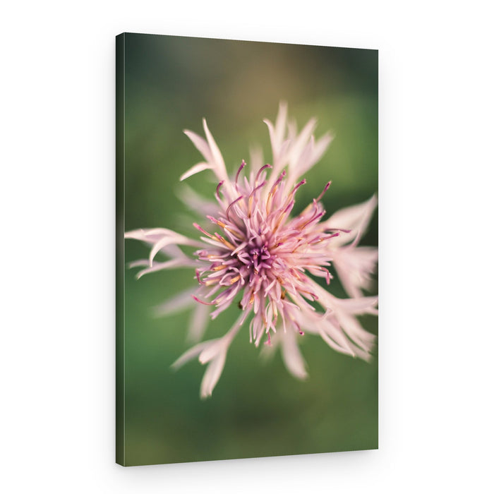Delicate Pink Bloom – Canvas Print