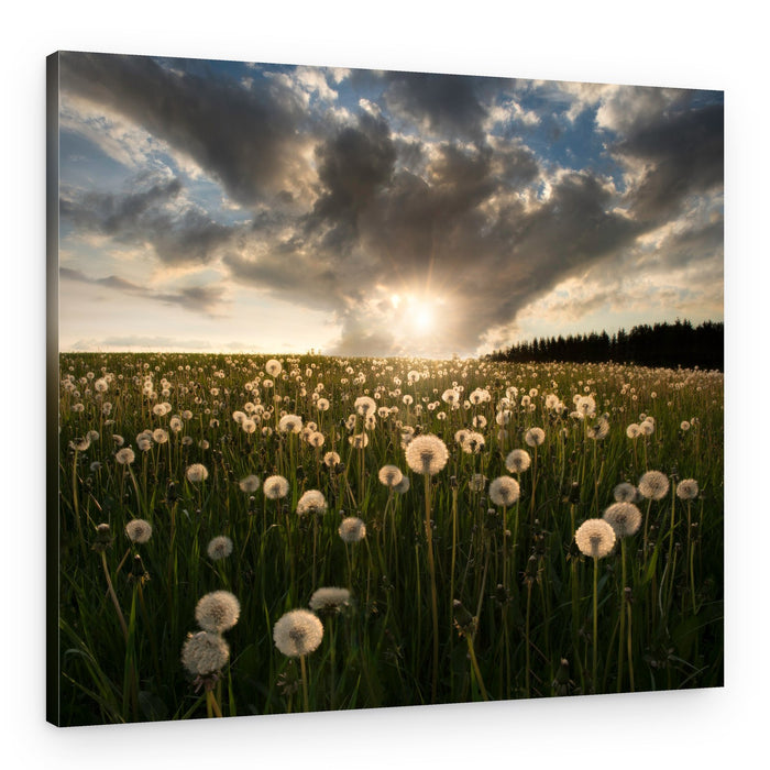 Golden Dandelion Sunset – Canvas Print