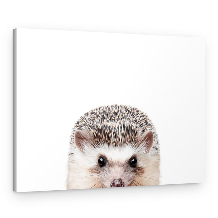 Peeking Hedgehog – Canvas Print