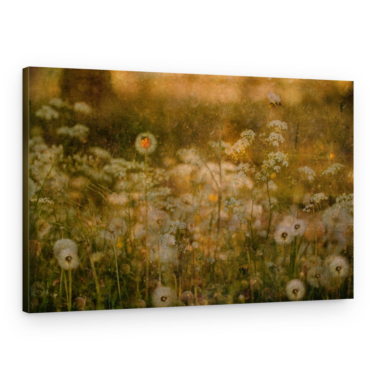 Golden Meadow Ladybug – Canvas Print