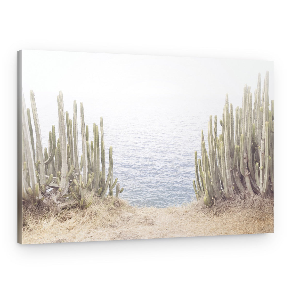 Ocean Cactus – Canvas Print