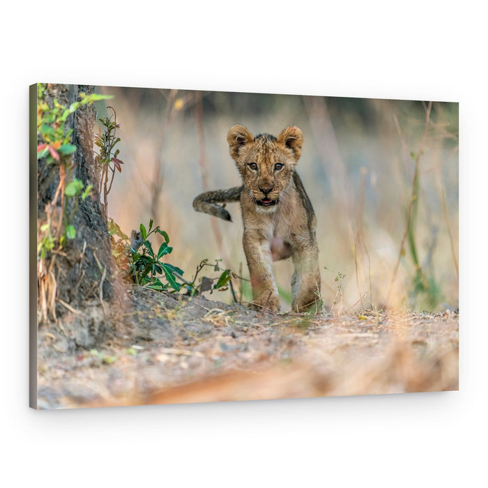 Curious Lion Cub – Canvas Print