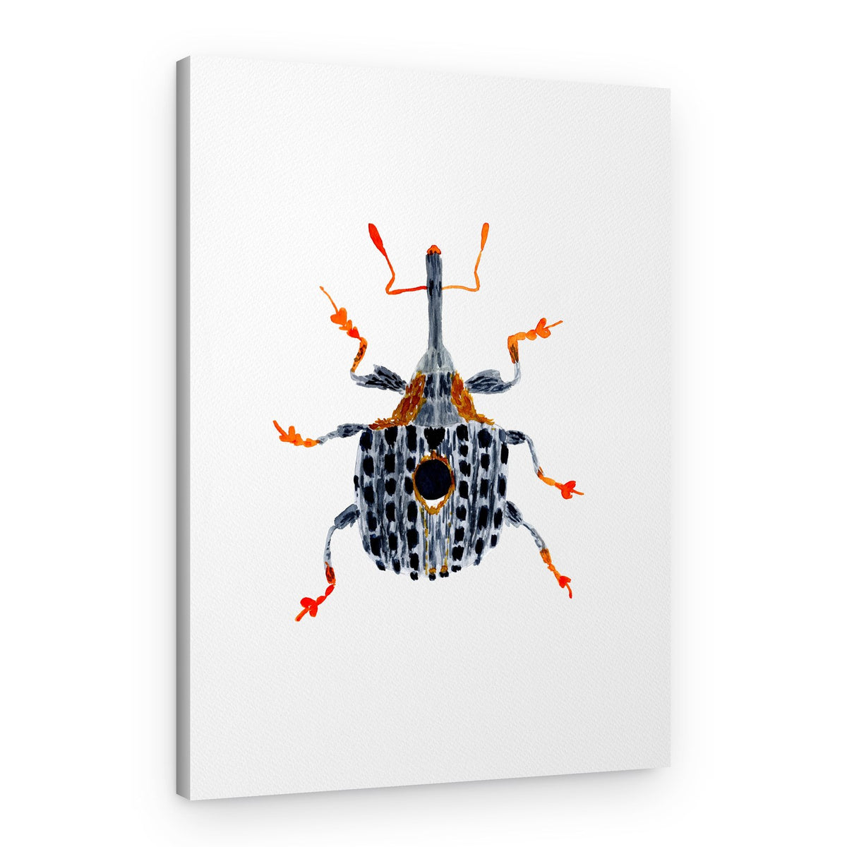 Orange Weevil Illustration – Canvas Print
