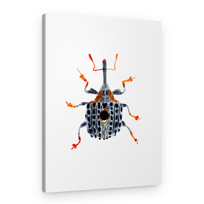 Orange Weevil Illustration – Canvas Print