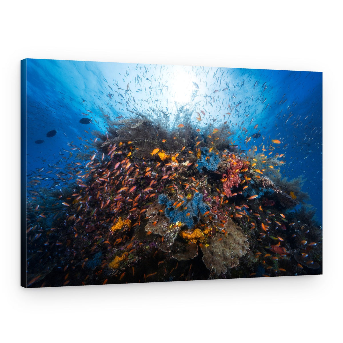 Vibrant Coral Reef – Canvas Print