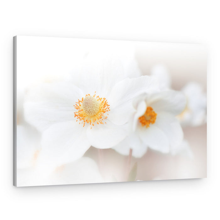 Ethereal White Blooms – Canvas Print