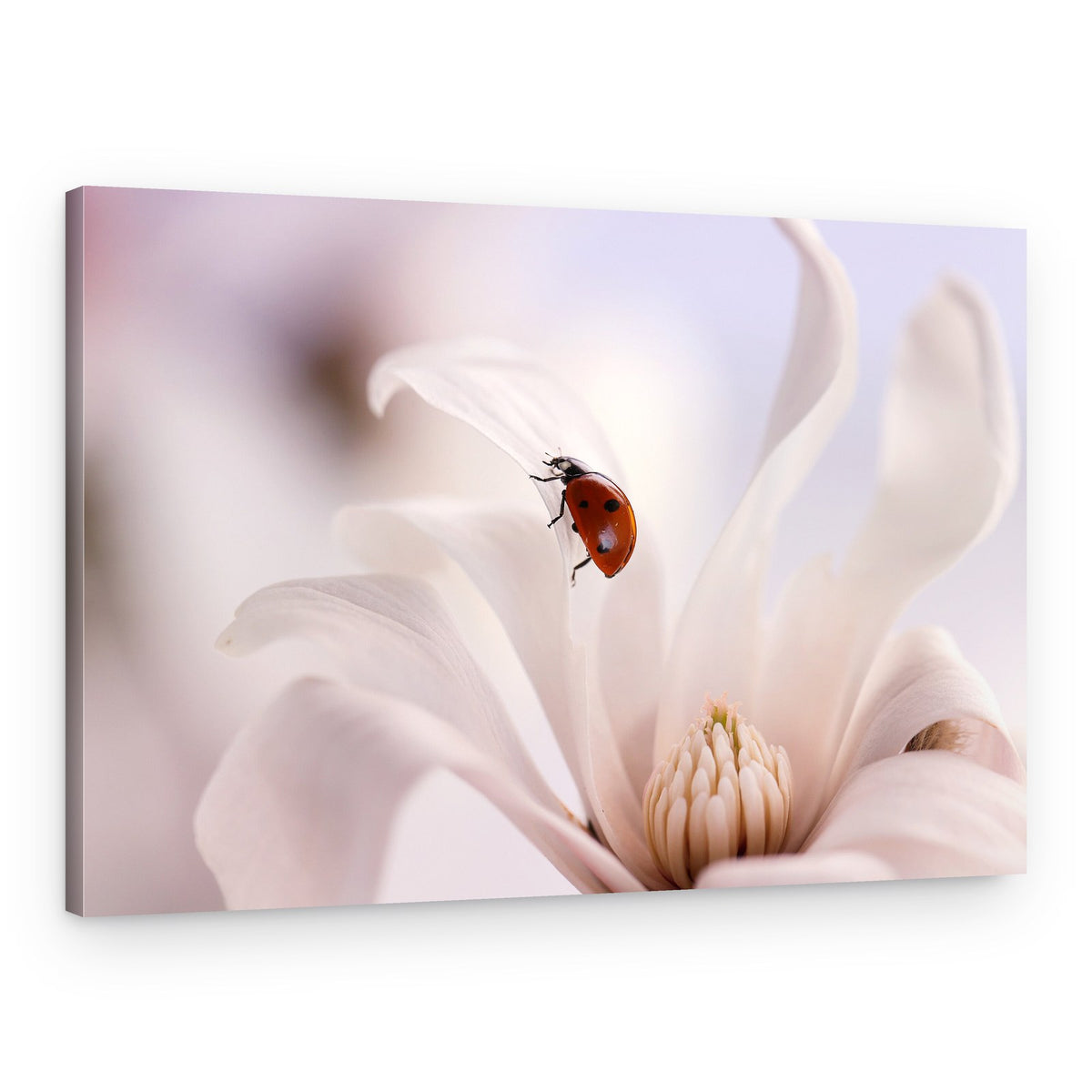 Ladybug On Magnolia Bloom – Canvas Print