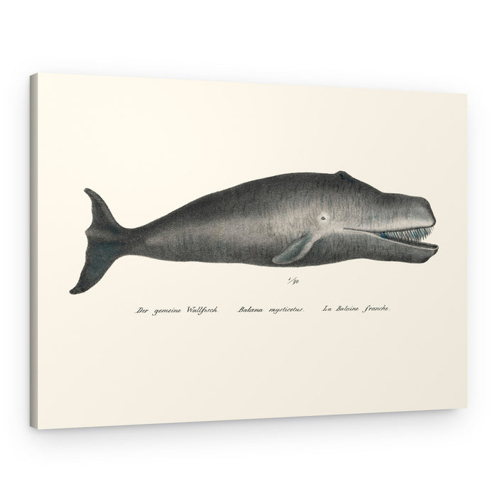 Whale Ii Antique Handcolored Sealife Lithograph 1824 – Canvas Print
