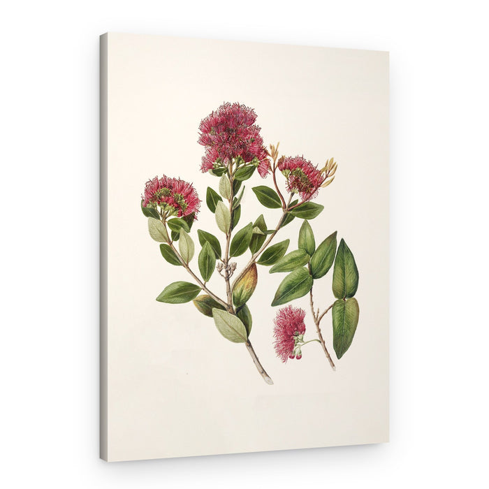 Rata By Sarah Featon (1848–1927) – Canvas Print