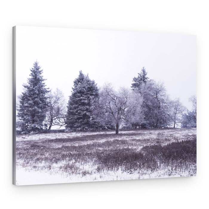 Serene Winter Trees – Canvas Print