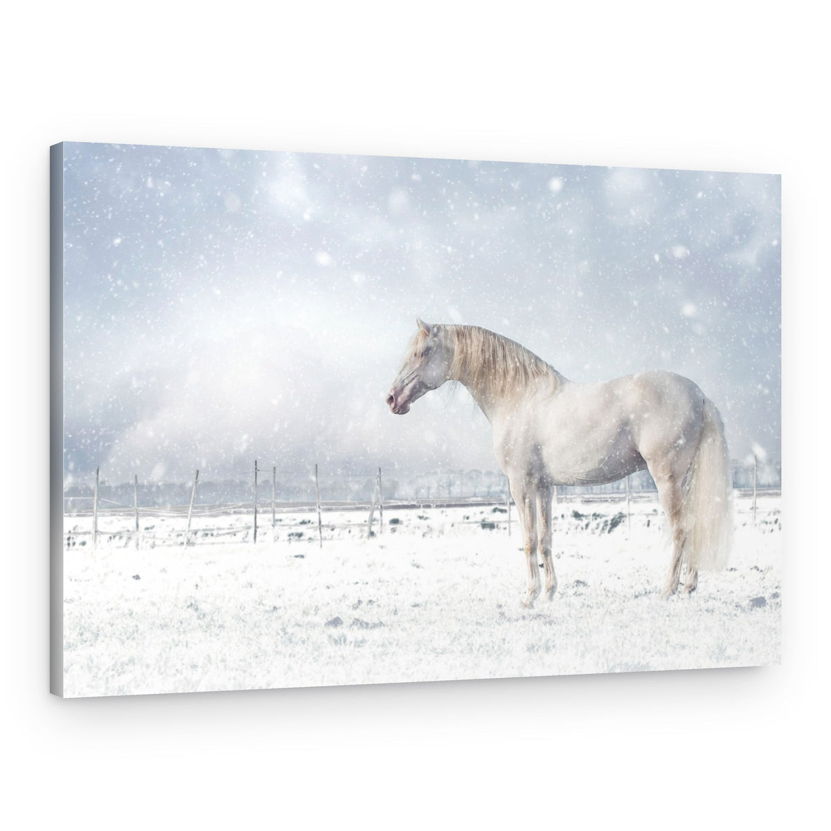 White Horse Snowfall – Canvas Print