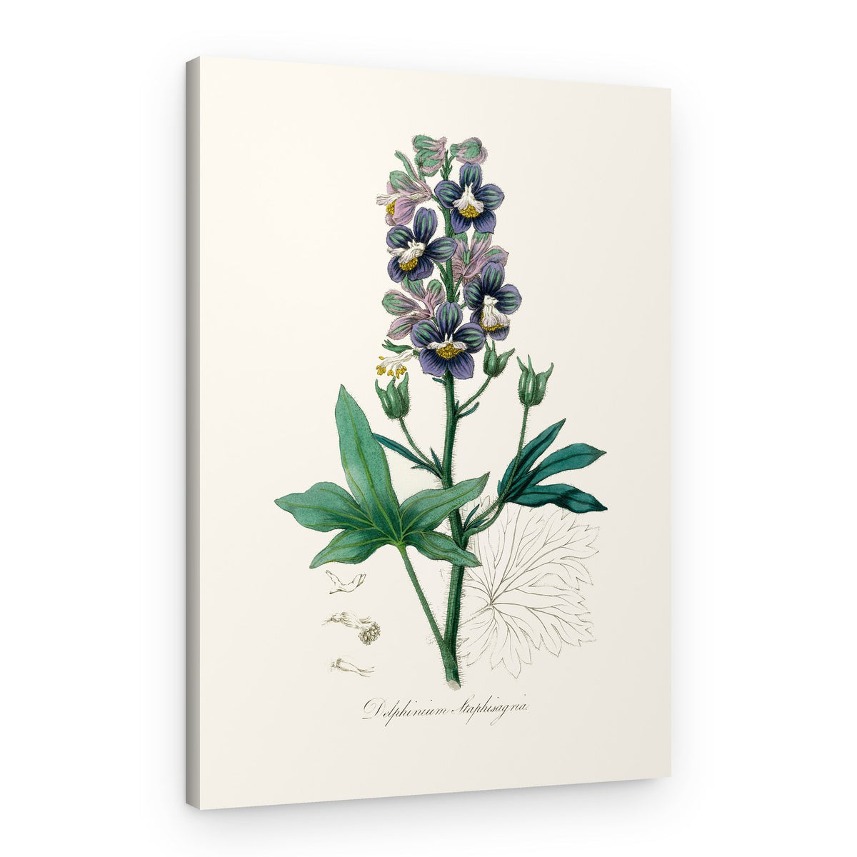 Delphinum Staphisagria Medical Botany – Canvas Print