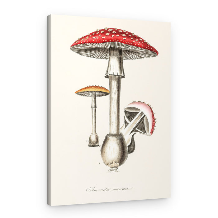Amanita Muscaria Illustration. Medical Botany 1836 – Canvas Print