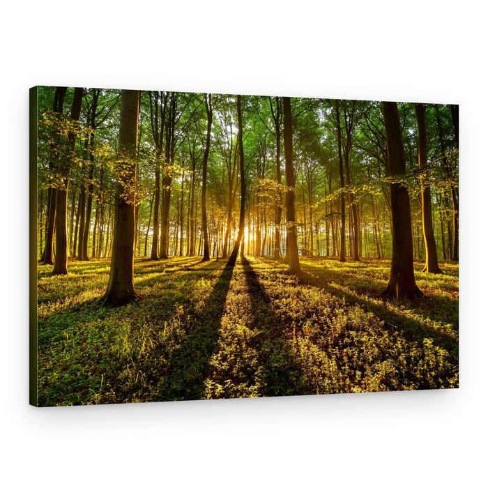 Golden Hour Forest – Canvas Print