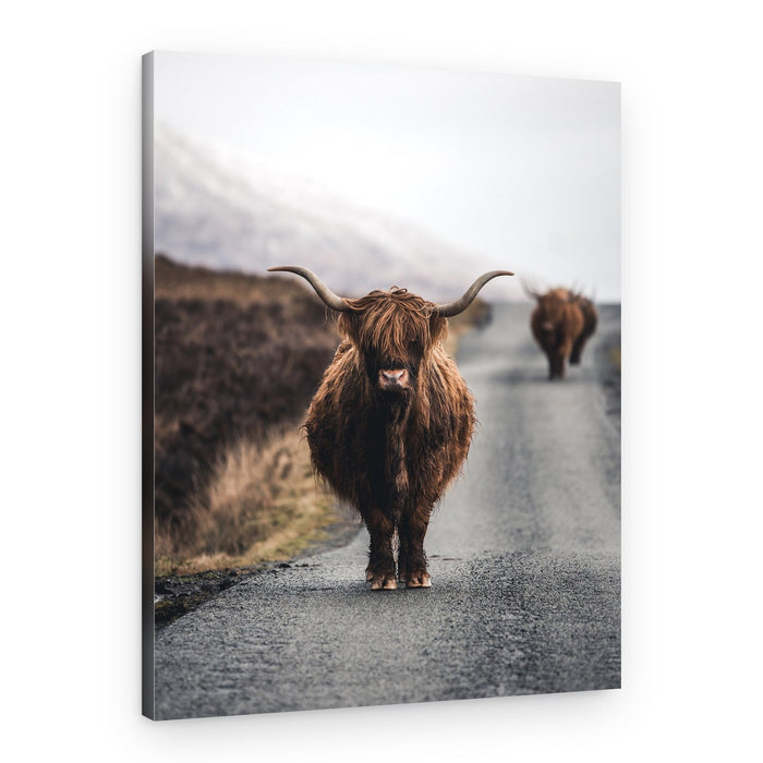 Shaggy Highland Cows – Canvas Print