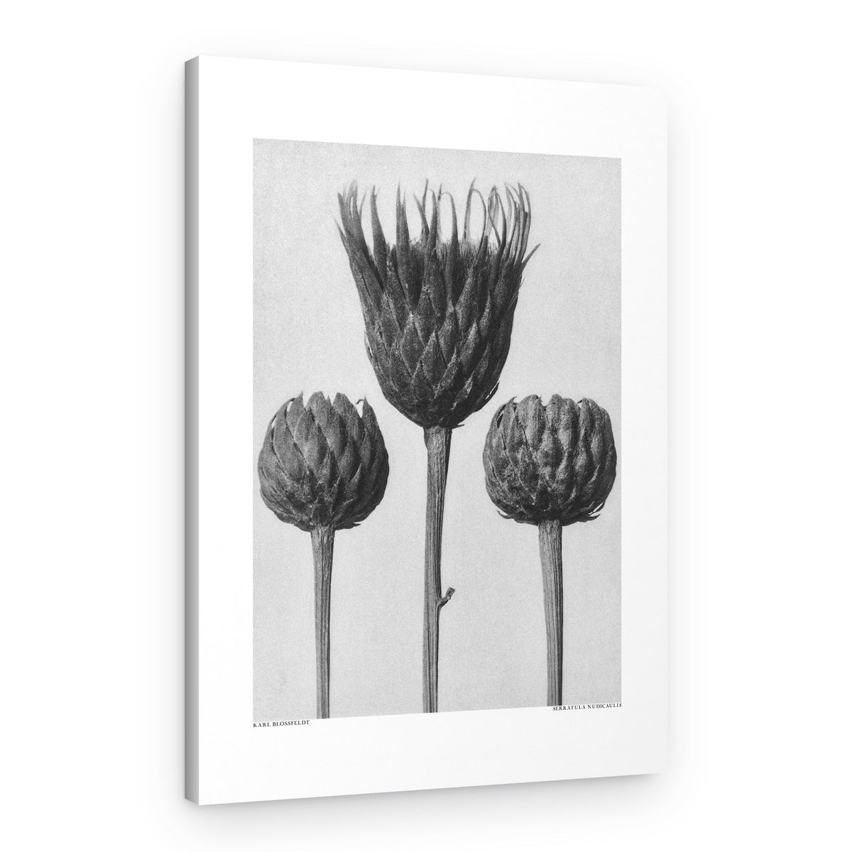 Serratula Nudicaulis – Canvas Print