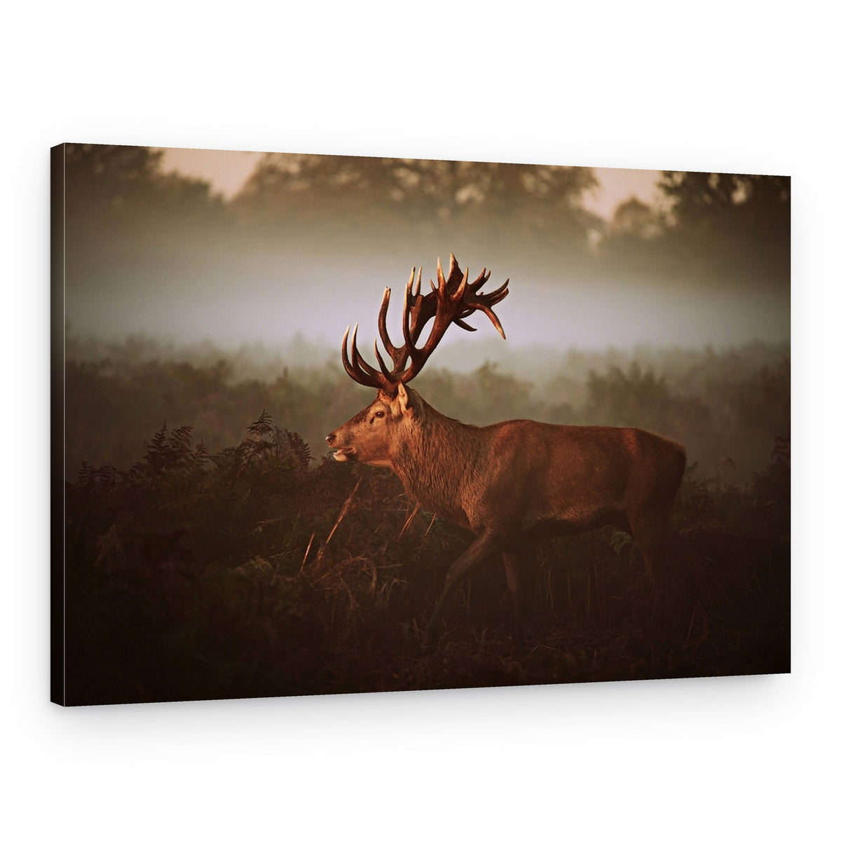 Majestic Stag Golden Light – Canvas Print