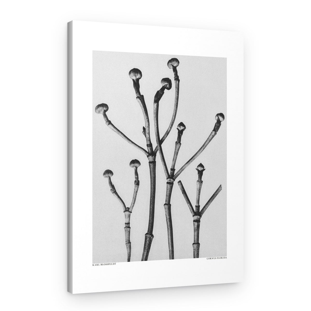 Cornus Florida – Canvas Print