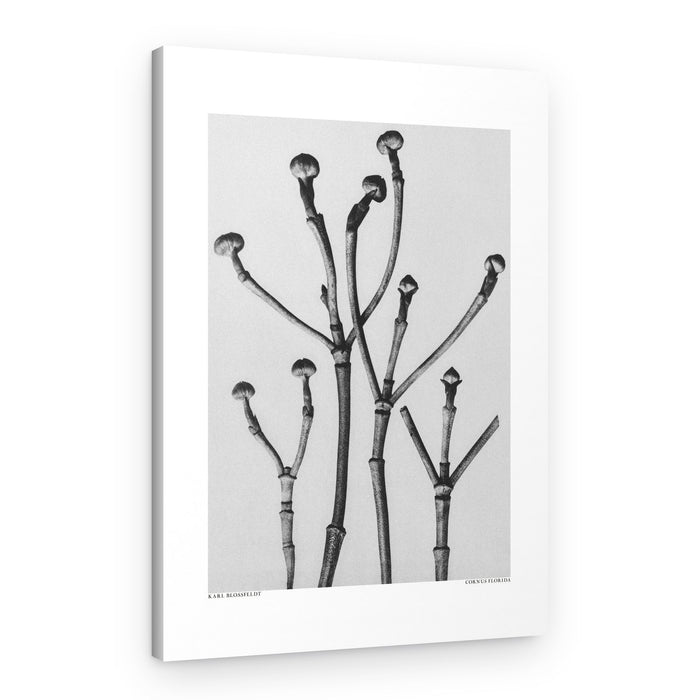 Cornus Florida – Canvas Print