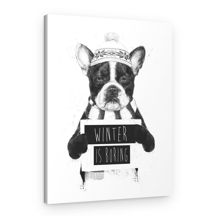 Bored French Bulldog Winter – Canvas Print