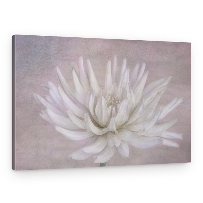 Soft White Dahlia – Canvas Print