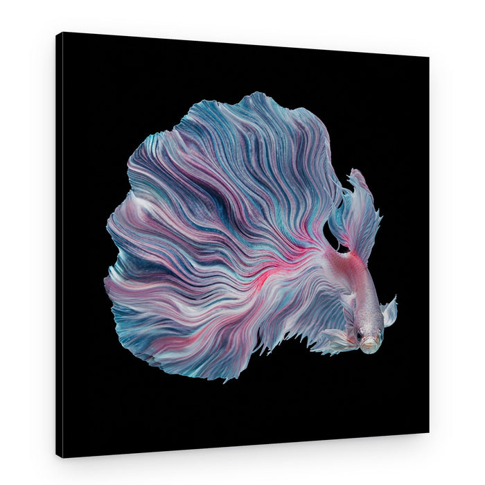 Flowing Betta Fins – Canvas Print