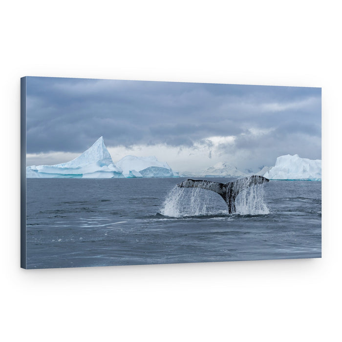 Humpback Whale Tail Splash – Canvas Print