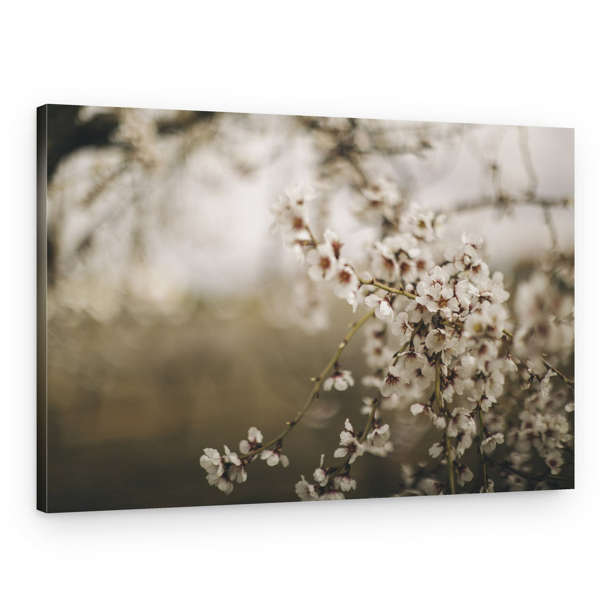 Soft Spring Blossoms – Canvas Print